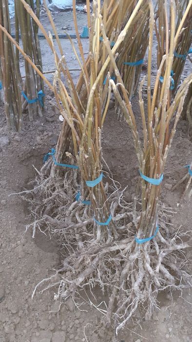 Палоня кучатлари бир йиллик