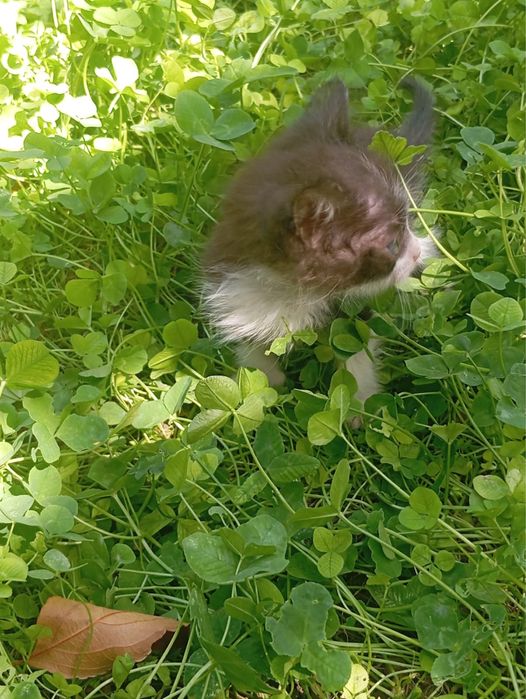 Отдам котят бесплатно