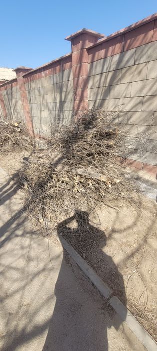 Кесылген агаштар