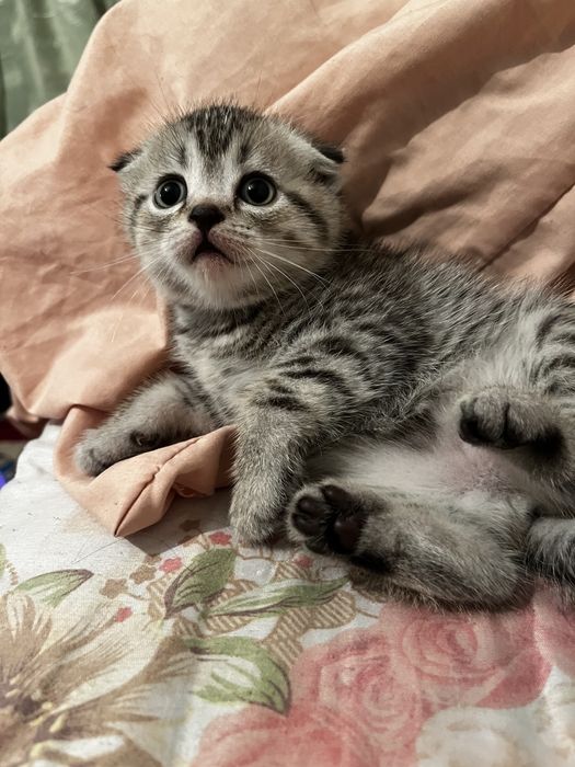 Кошка шотланская вислаухая