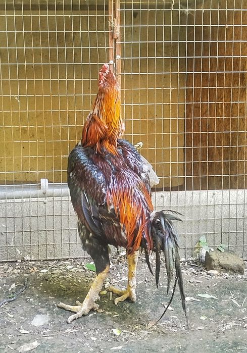 Корея+Шамо микс,