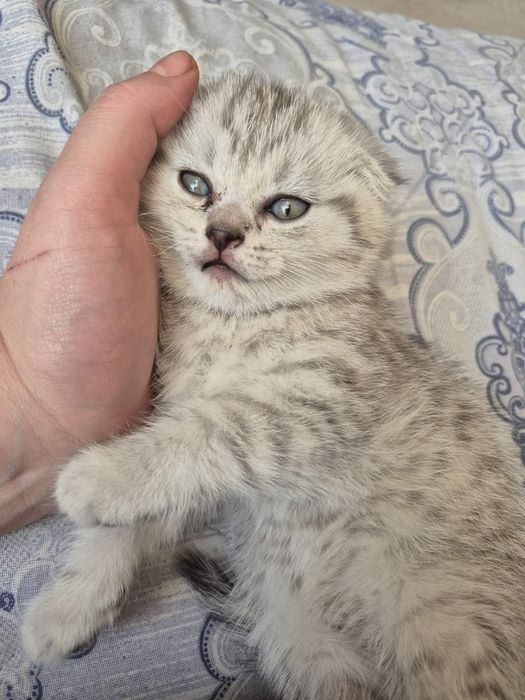 Породата е таби от двама британци !