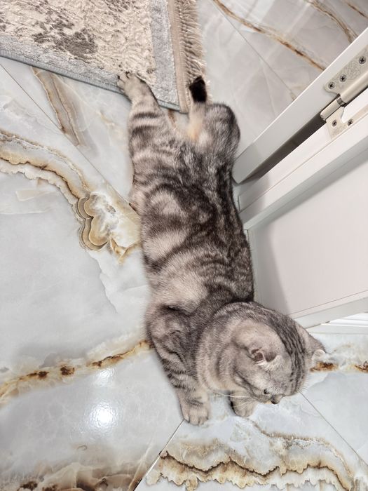 Кошка Скоттиш страйт