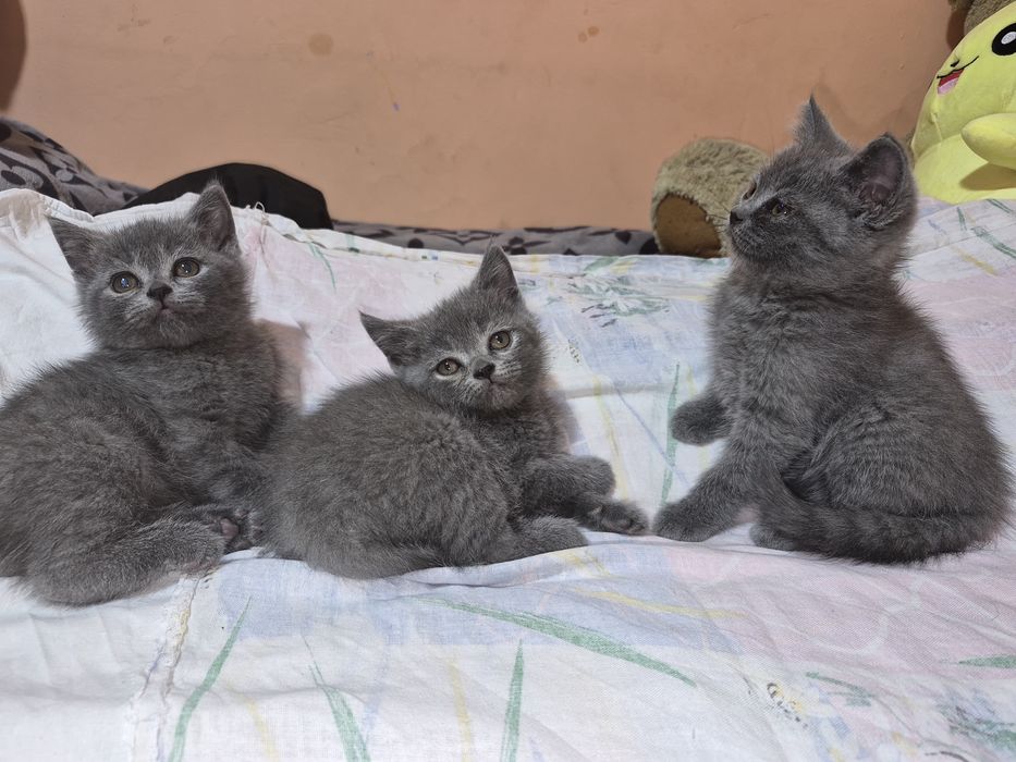 Продажа котят...