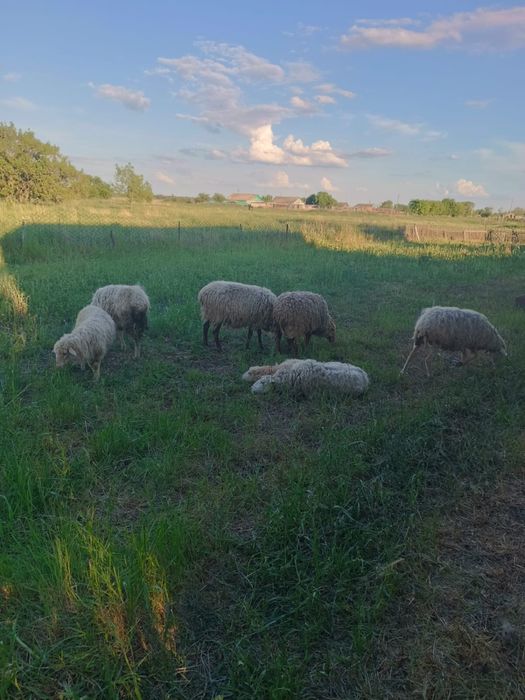 Продам овец срочно