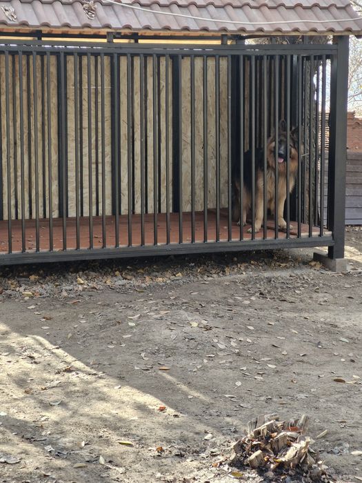 Продаётся немецкая овчарка.