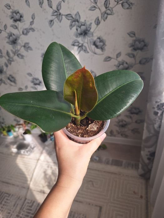 Аптения, пеперомия,Фикус,сингониум,