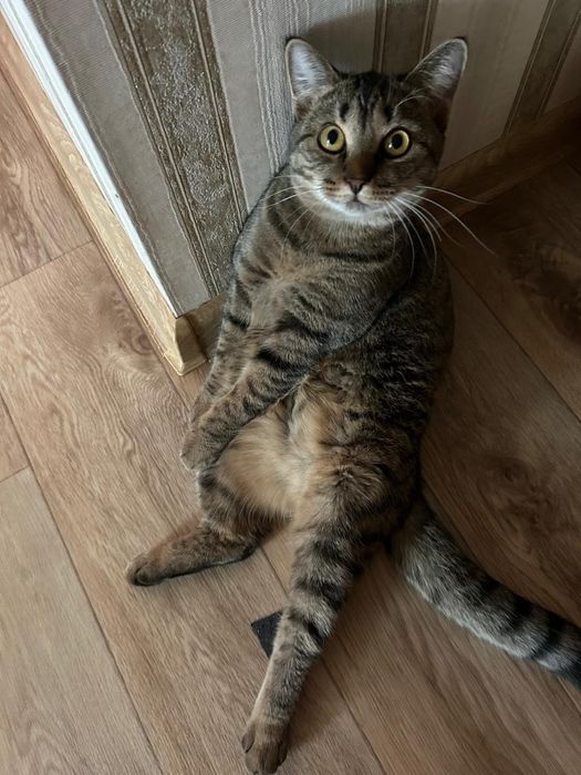 Отдам кота в добрые руки