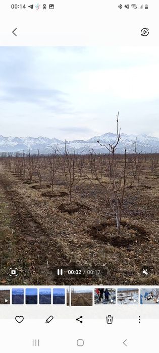 Сад яблоневый Иссык