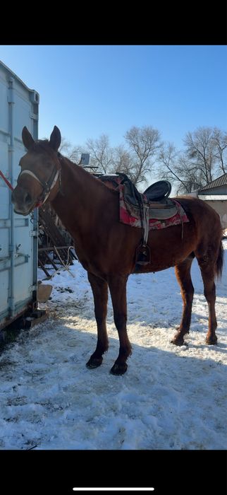 Айғыр 3 жасар кәзіргі формасы басқа