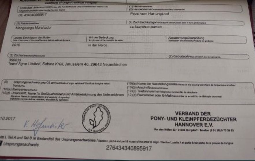 Vand iapa tanara va rog sunati cu incredere