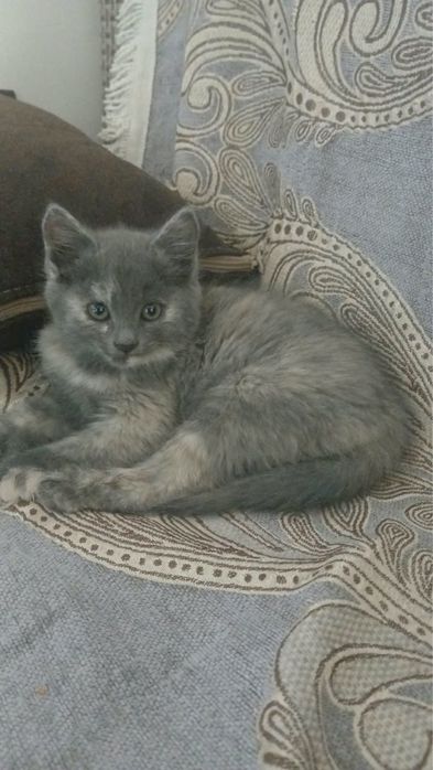 Отдам в добрые руки