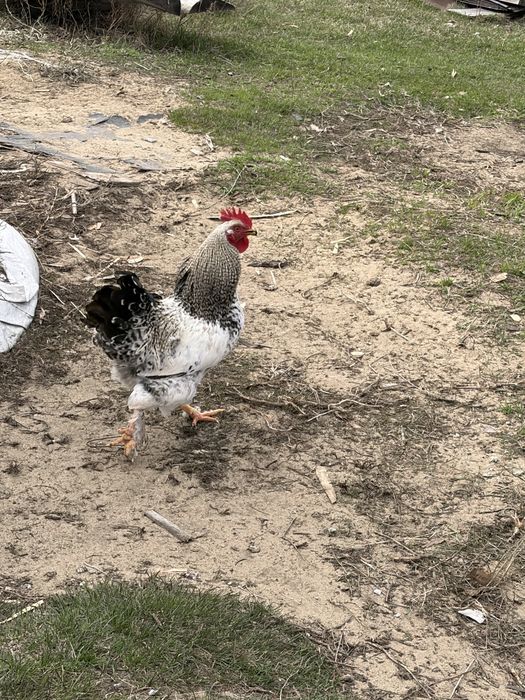 Продам петухов, породы ломан браун и брама