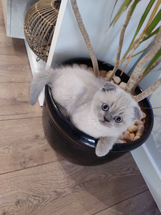 Клепоухо момченце