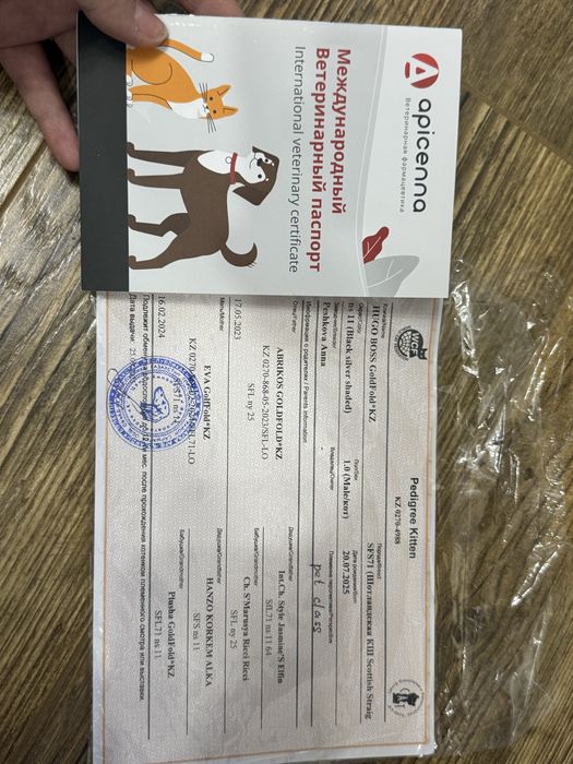 Серебристый шиншилла