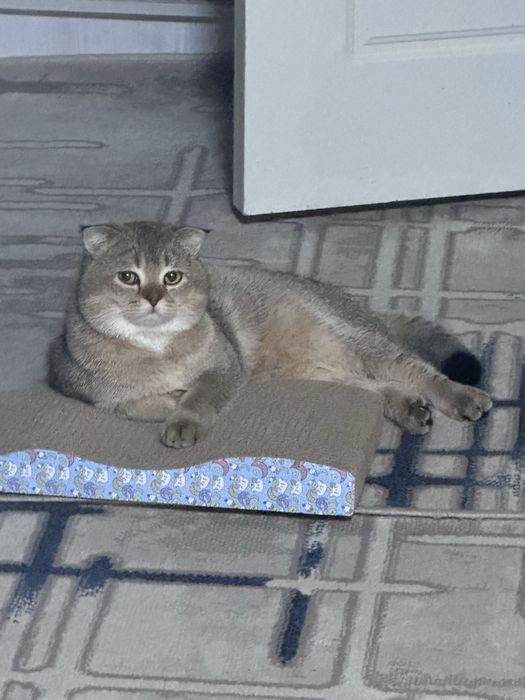 Вязка кота золотой шиншилла. Vyazka