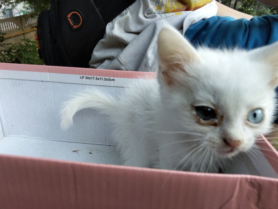 Котёнок белого цвета