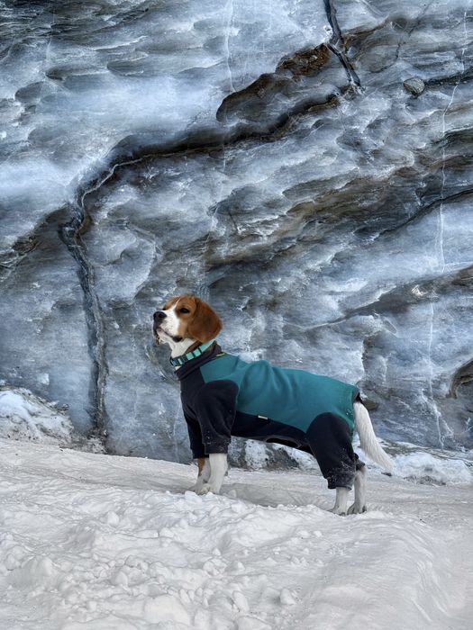 Предлагается кобель для вязки