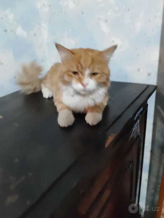Chiroyli zotdor paxmoq mushuk sotiladi