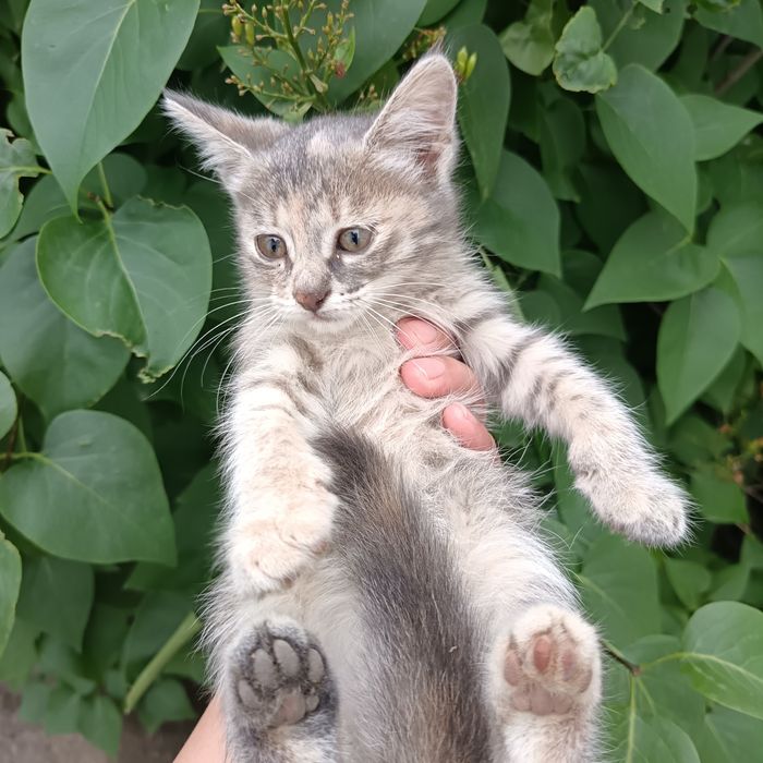 Котята два мальчика