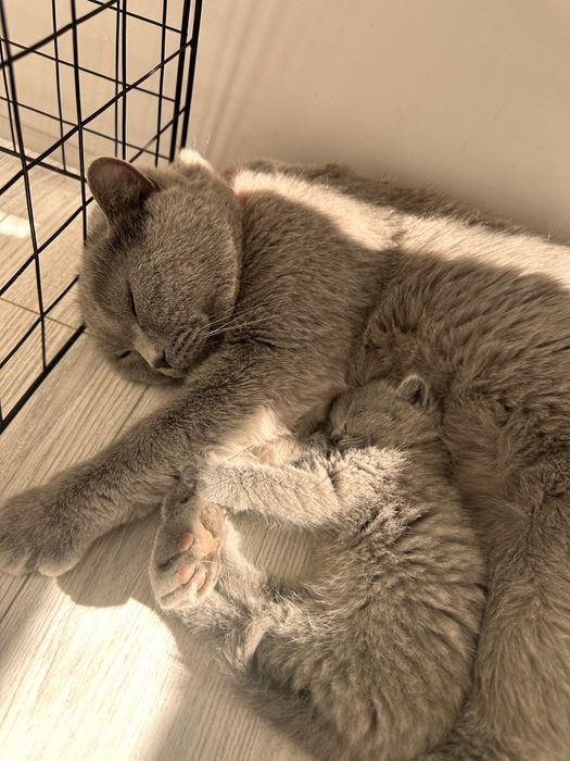 Кот на Вязку Британец