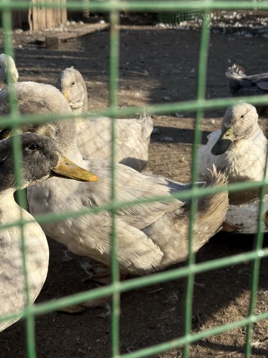 Продаются уточки