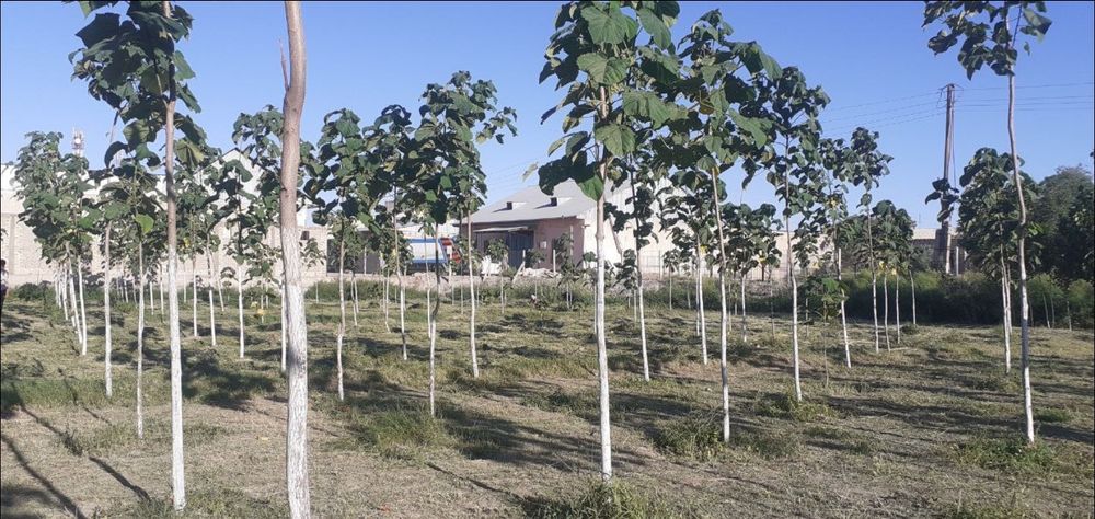 Павловная кучатлари!