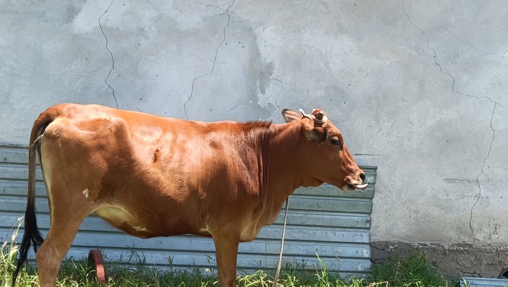 Gʻunajin , sigir , qora mol