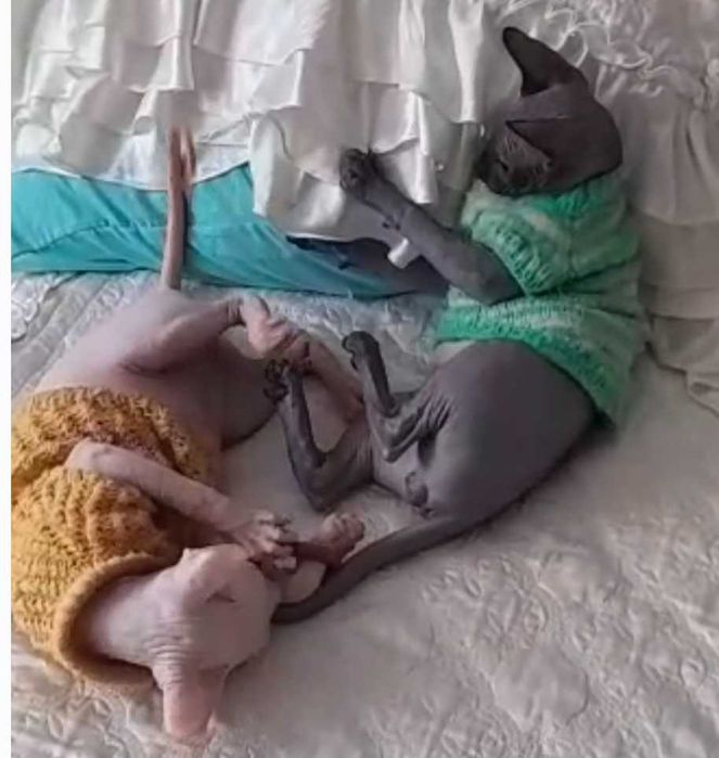 Котята канадский сфинкс