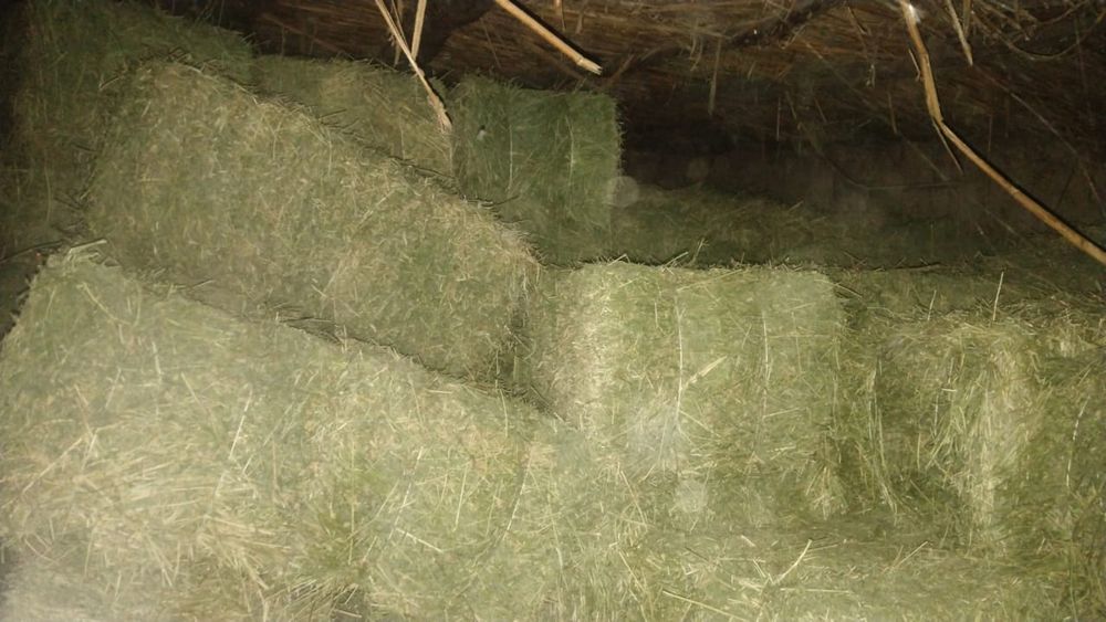 Жоңышқа пресс 100шт