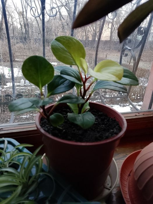 Пеперомия туполистная