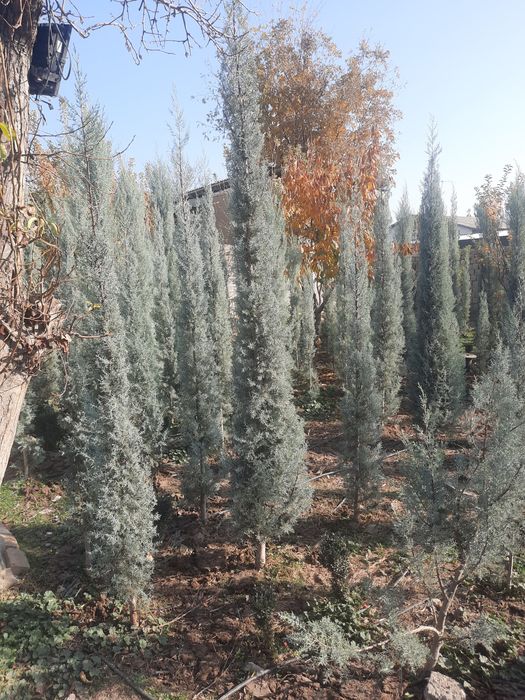 Аризониские кипарис .ИТАЛИЯ