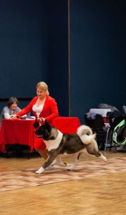 Американская акита вязка