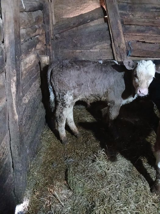 Vând 3 taurasi baltați