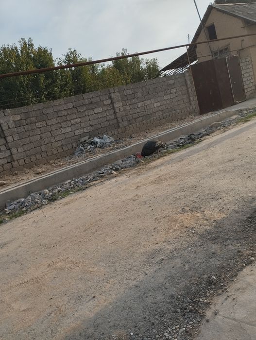 Assalomu alaykum SOTILADI 2 ta Kurka  erke urgʻochi