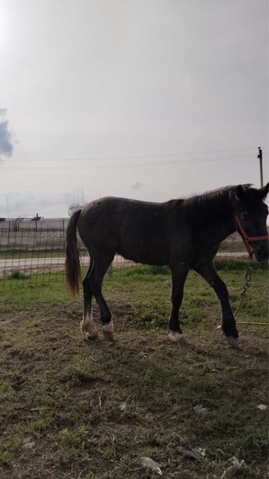 1 жастык Тай сатамын