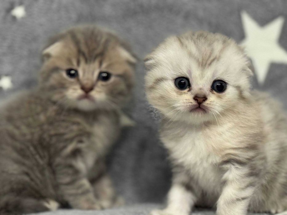 шикарная кукольная малышка