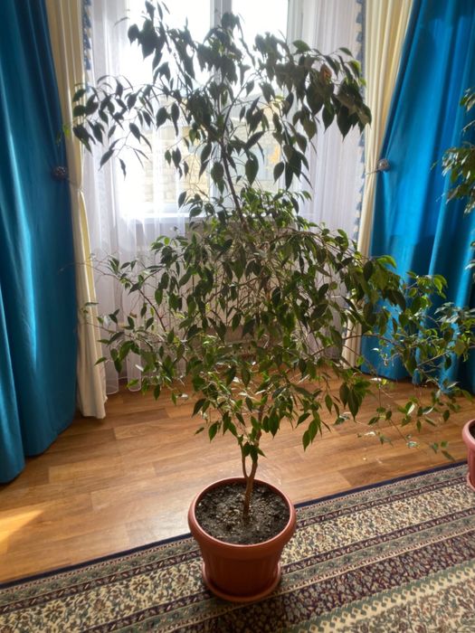 Фикус Бенджамина сатылады.