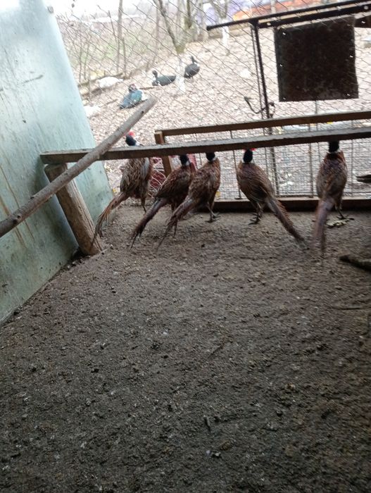 Vând păuni și fazani