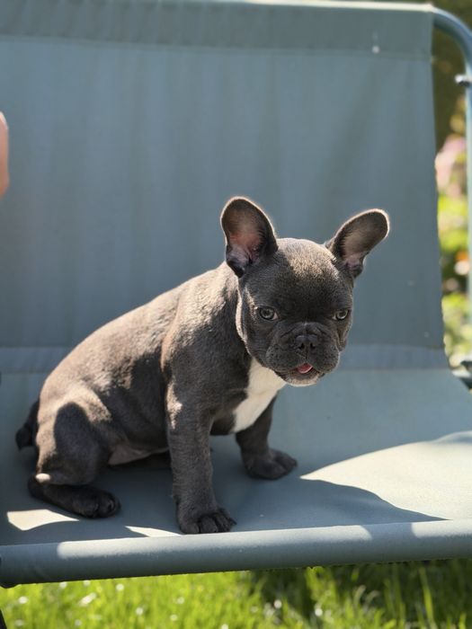 Малка французойка търси своето семейство!