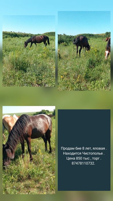 Продам бие, яловая .