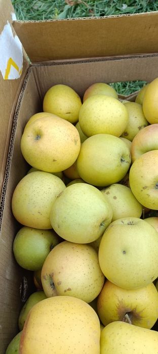 Продам яблоки золотой