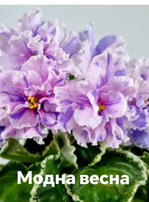 Продам свежесрезанный лист фиалок- 200тг. Цветущие фиалки- 1500тг.