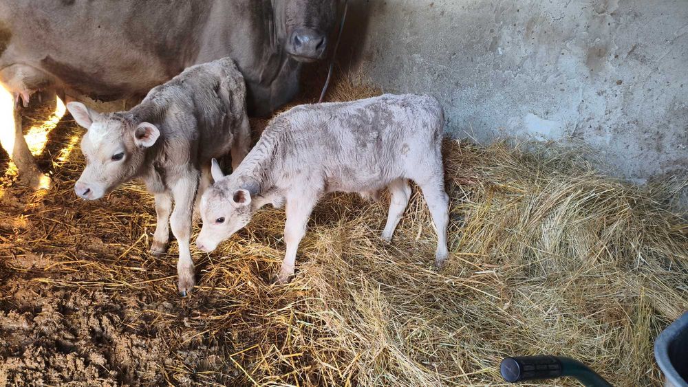 vând viței de carne