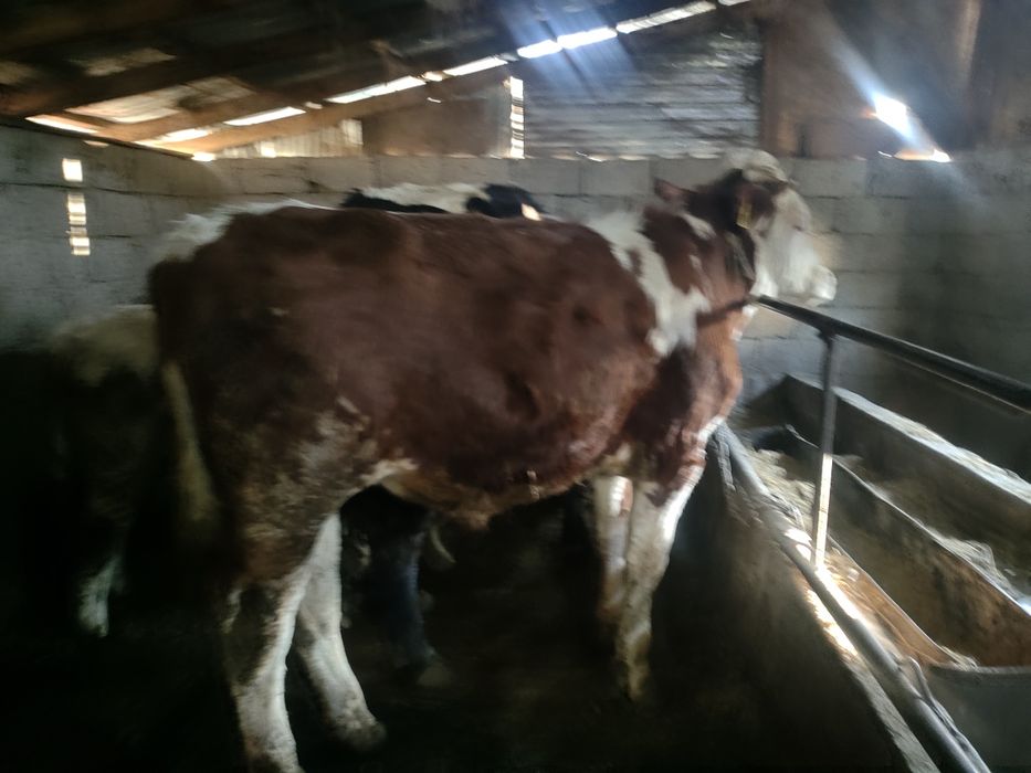 Сементал 1 жасар бұқалар сатылады