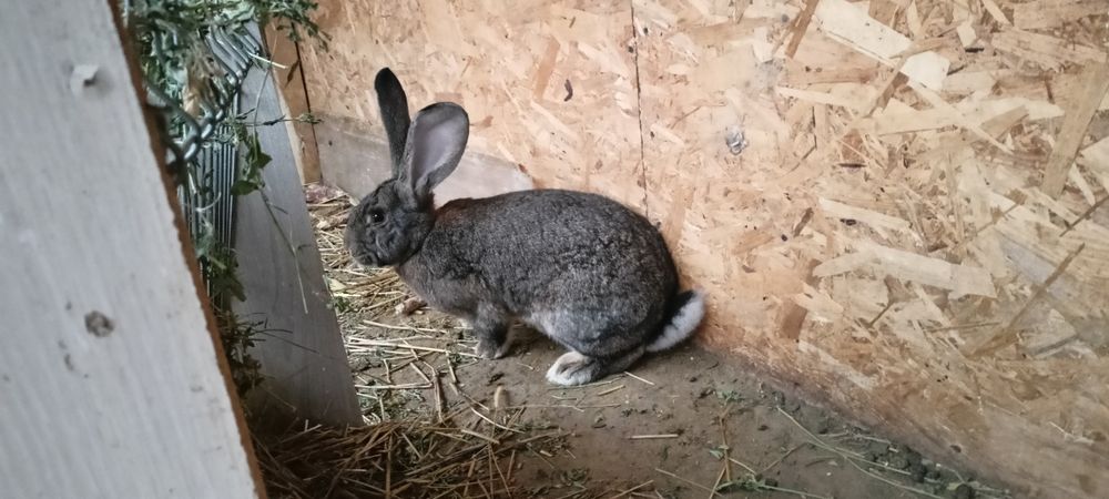 Iepurași uriaș german