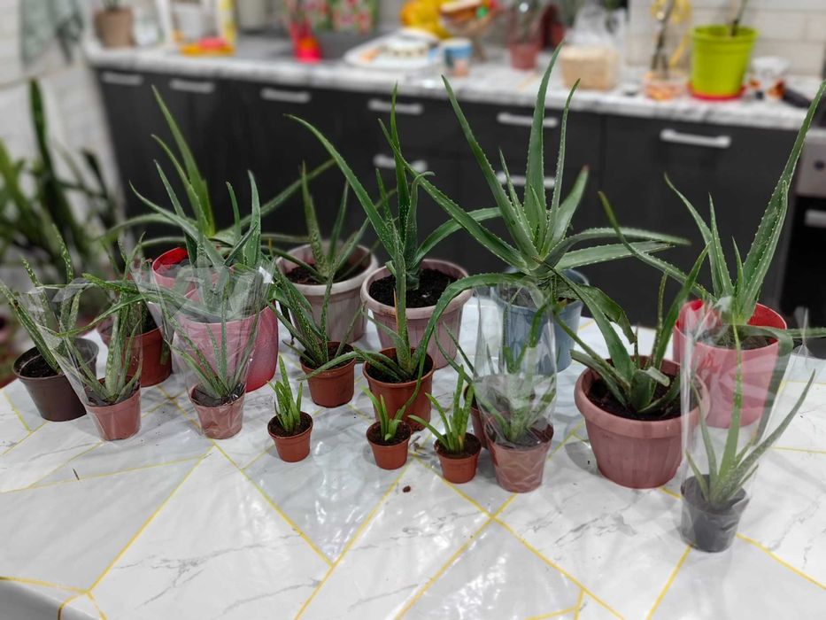 Цветы комнатные растение