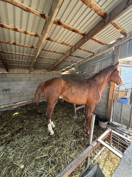 Ассалаумағалейкум осы құнан сатылады