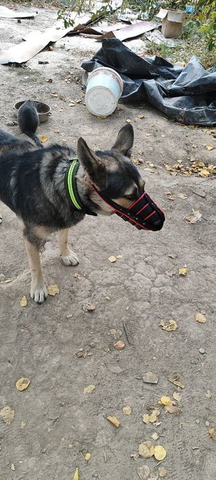 Овчарка сталады. Продам овчарку.