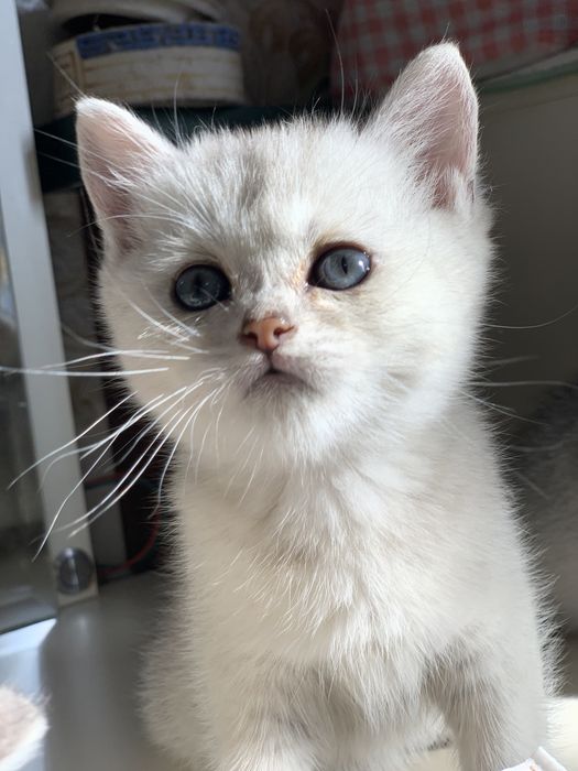 Британские короткошерстные серебристые  шиншиллы